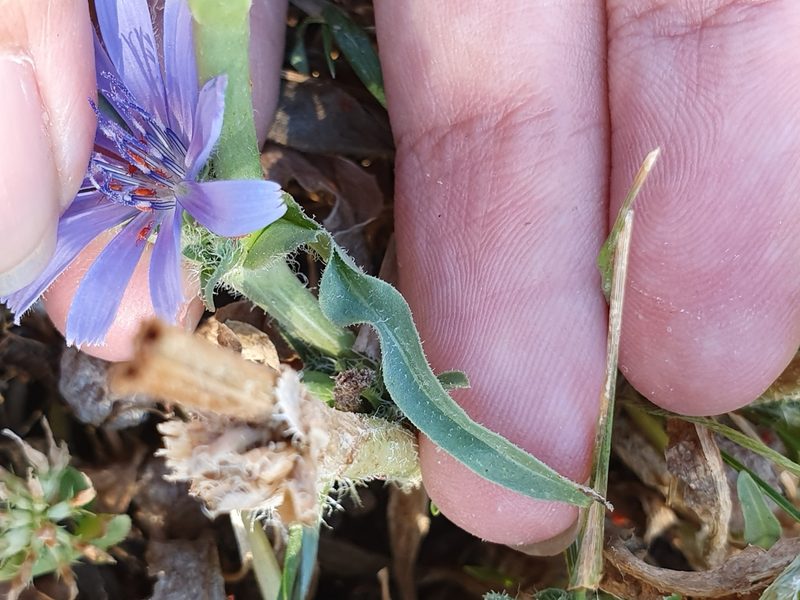 Cichorium pumilum, photographed by Mehdi Chetibi