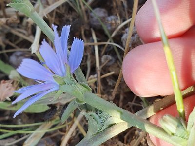 Cichorium pumilum, photographed by Mehdi Chetibi