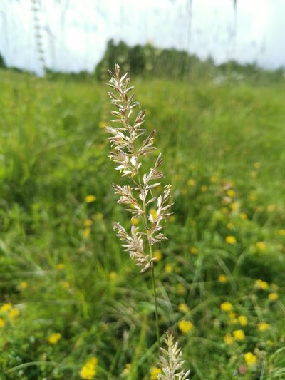 Koeleria pyramidata, photographed by Ljaž
