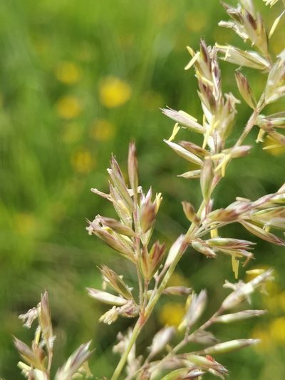 Koeleria pyramidata, photographed by Ljaž