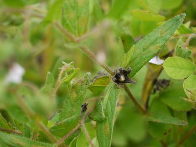 Trichodesma inaequale, photographed by Dinesh Valke