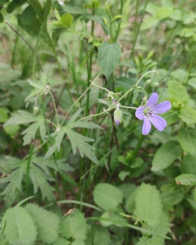 Geranium pseudosibiricum, photographed by Юлия