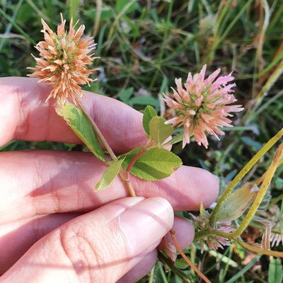 Trifolium isthmocarpum, photographed by Mehdi Chetibi