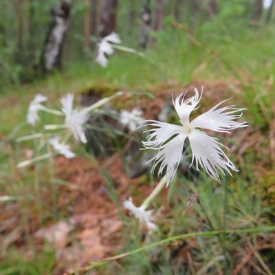 Dianthus acicularis, photographed by Марина