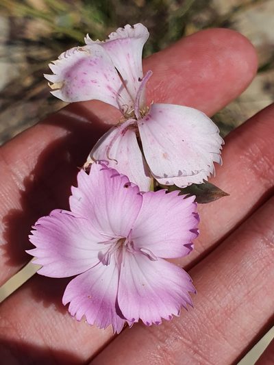 Dianthus sylvestris, photographed by Mehdi Chetibi