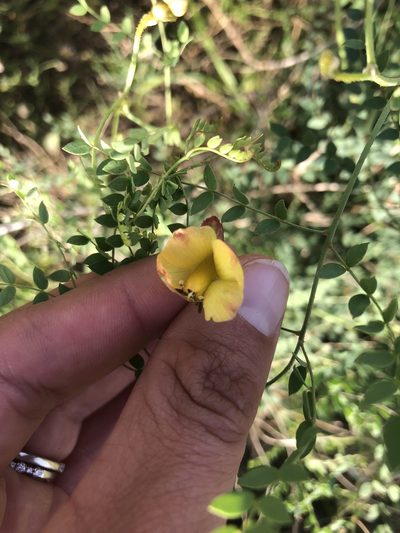 Erythrostemon caudatus, photographed by abm1985