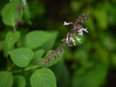 Orthosiphon thymiflorus, photographed by Dinesh Valke