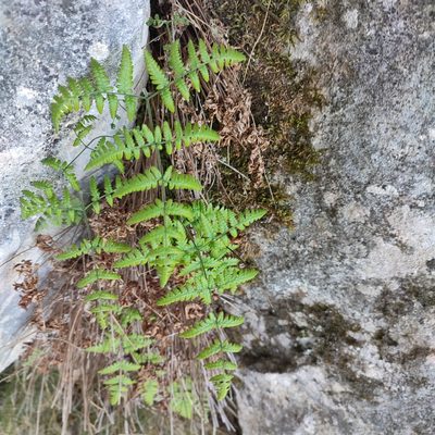 Gymnocarpium robertianum, photographed by Quentin Groom