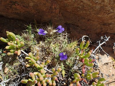 Acanthopsis horrida, photographed by Peter Warren
