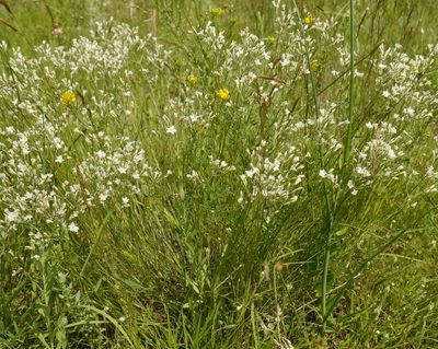 Eremogone rigida, photographed by Roman