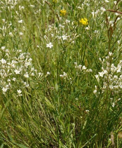 Eremogone rigida, photographed by Roman