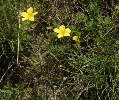 Linum czernjajevii, photographed by Roman