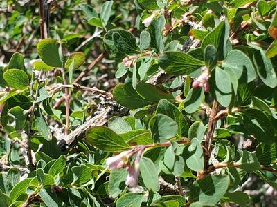 Symphoricarpos rotundifolius, photographed by Craig Martin