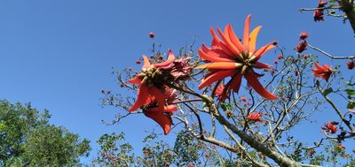 Erythrina lysistemon, photographed by Rosemary Harrison