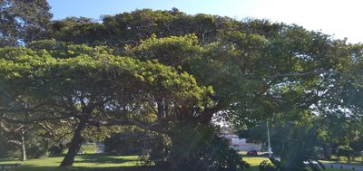 Ficus natalensis, photographed by Rosemary Harrison