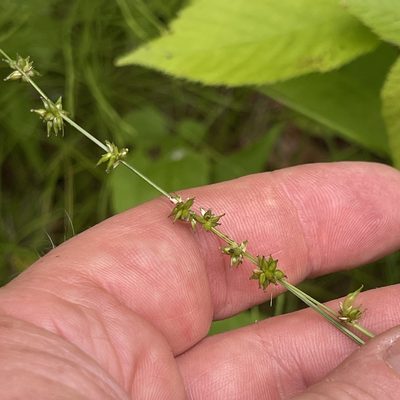 Carex retroflexa, photographed by Summit Metro Parks