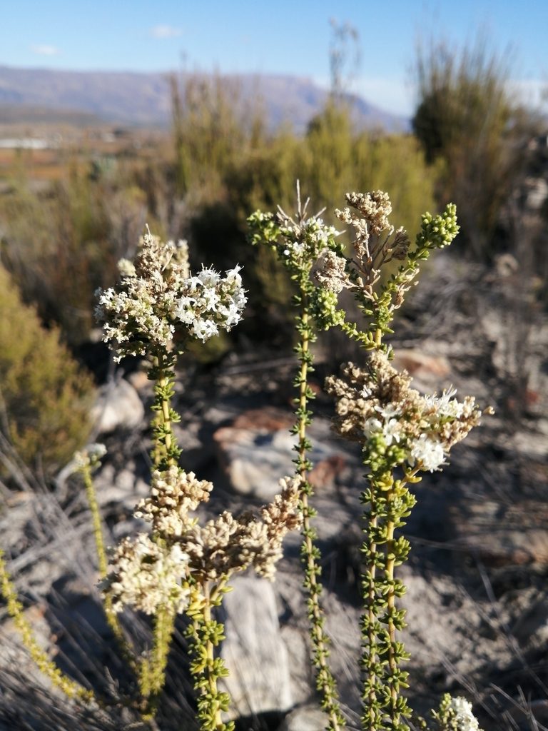 Selago singularis, photographed by Danie Palm