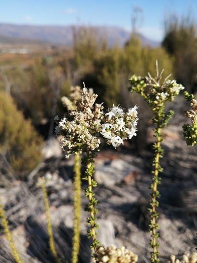 Selago singularis, photographed by Danie Palm