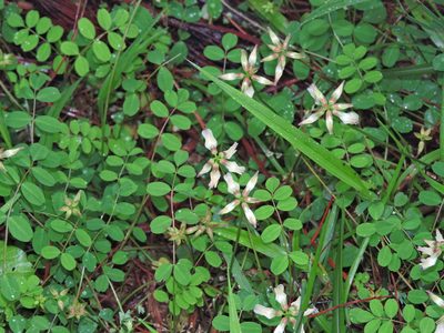 Astragalus nokoensis, photographed by Jacy Chen