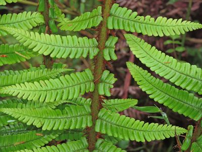 Dryopteris redactopinnata, photographed by Jacy Chen