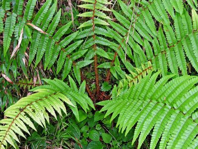 Dryopteris redactopinnata, photographed by Jacy Chen
