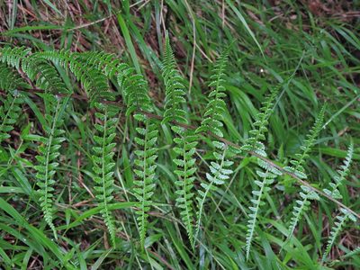Athyrium oppositipennum, photographed by Jacy Chen