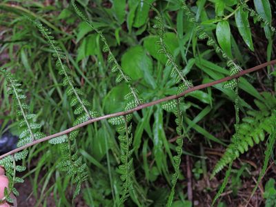 Athyrium oppositipennum, photographed by Jacy Chen