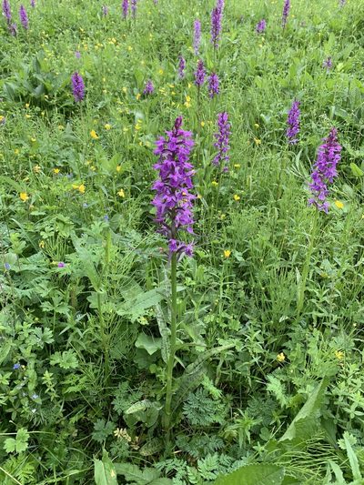 Dactylorhiza urvilleana, photographed by Марина Ландшафтное бюро LOOK