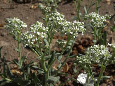 Lepidium appelianum, photographed by Jim Morefield