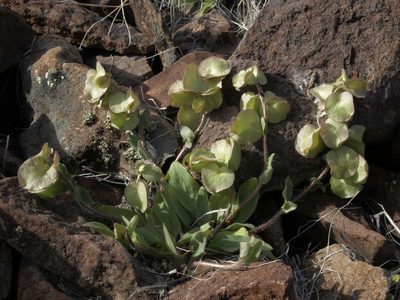 Tricardia watsonii, photographed by Jim Morefield