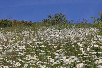 Leucanthemum maximum, photographed by Roy Lowry
