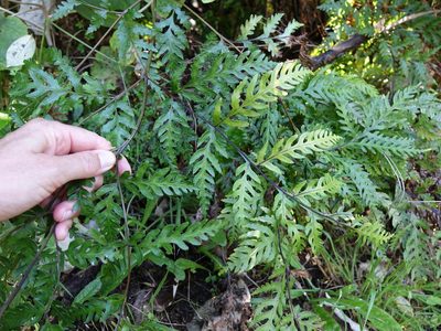 Pteris carsei, photographed by Jacqui Geux