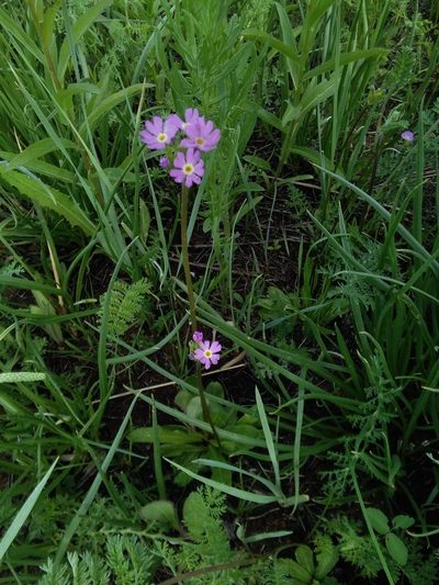 Primula longiscapa, photographed by Елена Кизилова