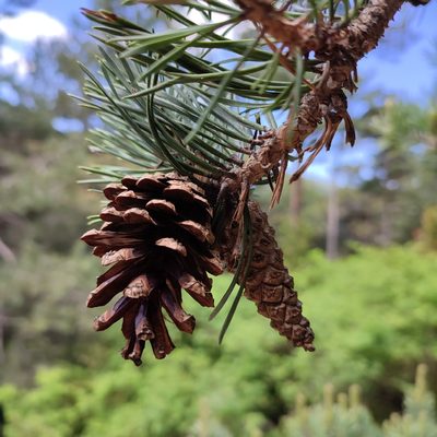 Pinus uncinata, photographed by Quentin Groom