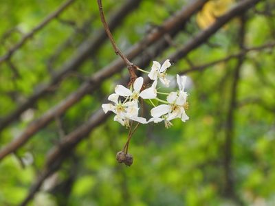Prunus cerasus, photographed by Ксения Волянская