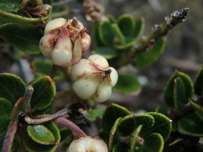 Gaultheria anastomosans, photographed by Daniel Cahen