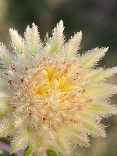 Phylica lucida, photographed by Dave U