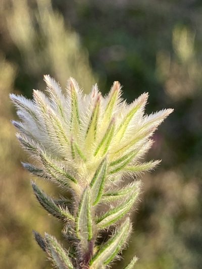 Phylica lucida, photographed by Dave U