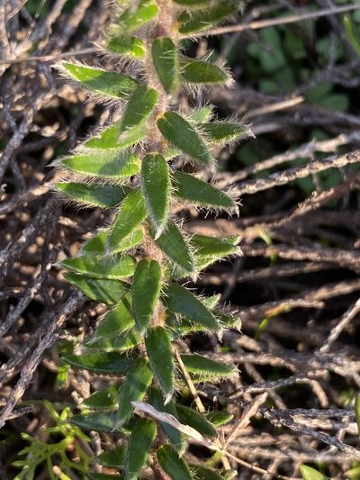 Phylica lucida, photographed by Dave U