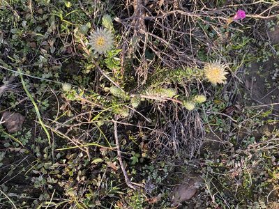 Phylica lucida, photographed by Dave U