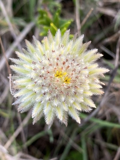 Phylica lucida, photographed by Dave U