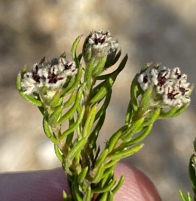 Phylica diosmoides, photographed by Dave U