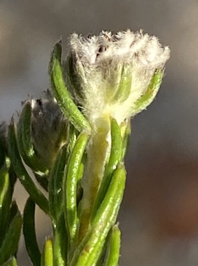 Phylica diosmoides, photographed by Dave U