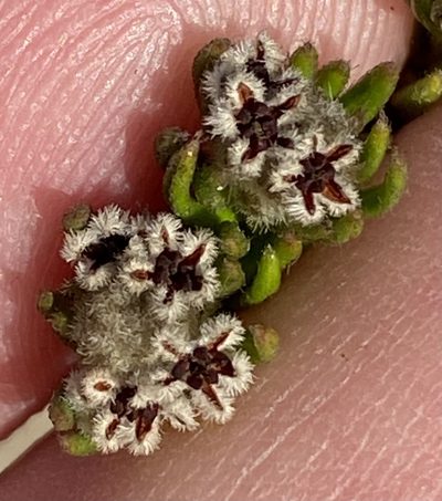 Phylica diosmoides, photographed by Dave U