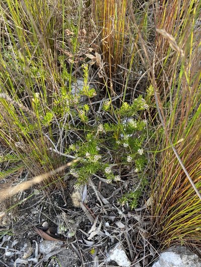 Phylica diosmoides, photographed by Dave U
