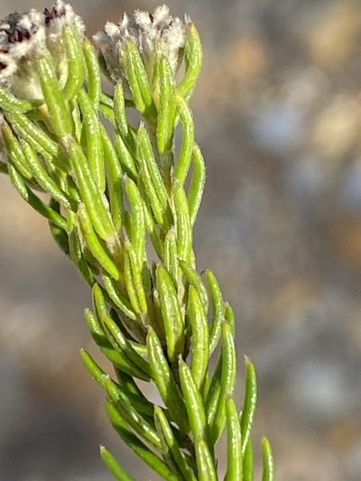 Phylica diosmoides, photographed by Dave U