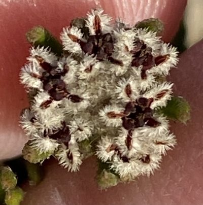 Phylica diosmoides, photographed by Dave U