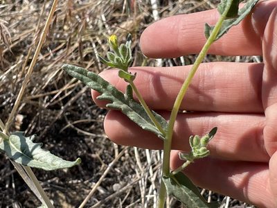 Mentzelia albicaulis, photographed by Bobby McCabe