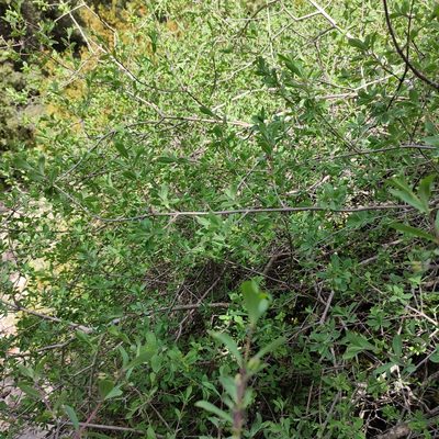 Lonicera pyrenaica, photographed by Quentin Groom