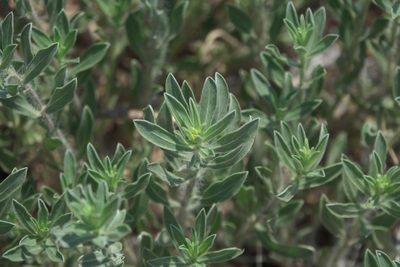 Heterotheca zionensis, photographed by Robert Webster